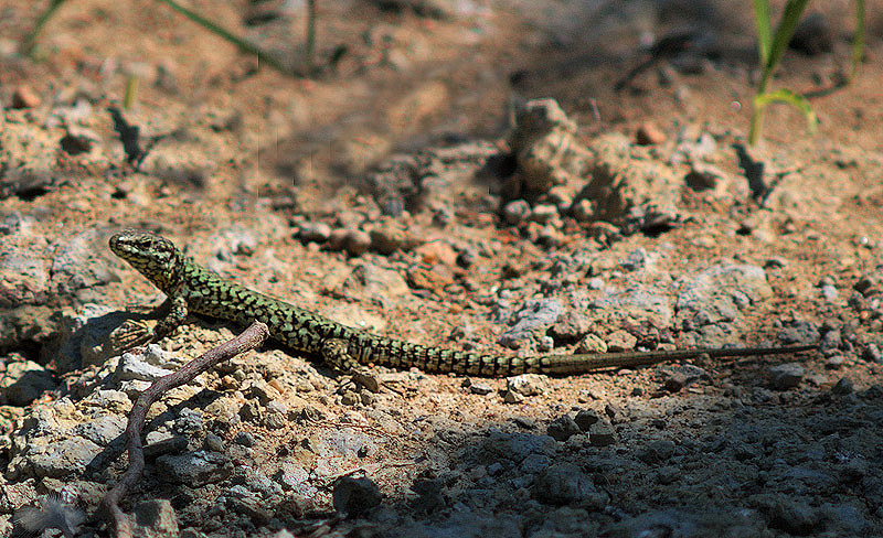 Podarcis siculus ?: No,  Podarcis muralis